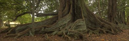 Norfolk Island Banyan - NSW (PBH4 00 12050)